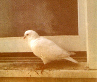 This bird sat outside the window while I was a newborn at Mt. Zion Hospital. My parents say it's because I'm special.