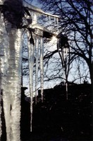 Icicles hanging outside my window in Inwood.