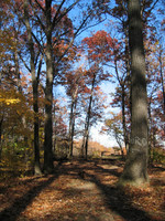 Inwood Hill Park: Oh, how I love thee.