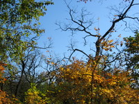 Inwood Hill Park: a crisp fall sky.