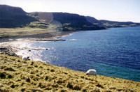 Isle of Skye coastline, with sheep.