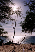 Tree on beach.