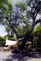Another angle looking at the campsite. The tree we're set up under is a Kiawe, a Hawai'ian version of mesquite.