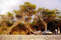 Our campsite for three days in the summer of 2003. Nothing's better than sleeping under the stars on the beach, and then waking up to swim with huge sea turtles.