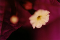 My attempt at macro photography on a flower, without a macro lense.