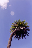 One of the Pettus' lovely palms.