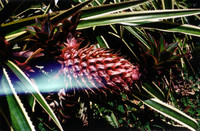 A pineapple growing by the side of the Pettus' driveway in Honoka'a.