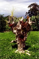 The Pettus' friend Christine makes these tree stumps filled with exotic Hawaiian plantlife.