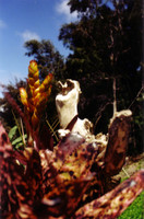 Close up of some of the stump-life.