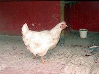 I live in Korla's fabulous Railway District #42. This is the chicken that wanders around our front door.