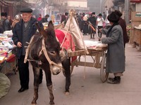 Kasghar has a fairly even number of cars and donkeys.