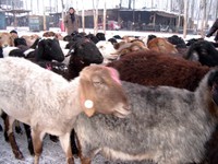 Baaaaa. Baaa. Or as they say in Kasghar, Maaaa. Maa.