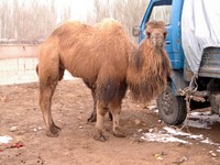 Camel, hanging out in Upal's market.