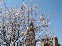 Spring is already here, and the bees are buzzing.