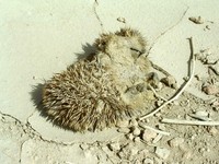 Some sort of dead, dried-up animal. I think it may be a hedgehog, although I've never seen one before.