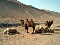 Camel posse hangs out next to a sand mountain.