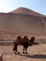This camel belongs on a pack of cigarettes.