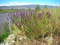 Some lovely purple flowers grow along the river just outside the village of Hongqi.