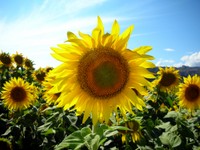 Sunflower power! It's true... sunflowers are the most photogenic object on earth, and there were lots of 'em around Hongqi.