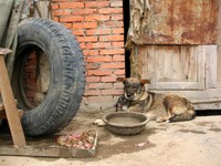 The first obstacle on the way to the scary outhouse was this crazy dog... don't get too close!
