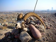 I spotted these massive horns on another visit to the Uyghur graveyard on the edge of Korla... the city looms in the background.
