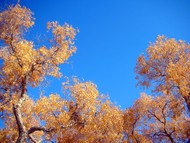 Xinjiang's diversifolius poplar trees are spectacular against a clear autumn sky.