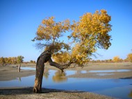 A single diversifolius poplar grows along the Tarim River.