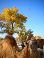 Highlight for Album: Diversifolius Poplar Trees &amp; the Tarim River