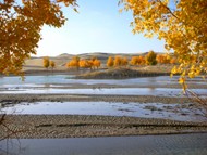 Diversifolius poplars against the dunes of the Taklamakan Desert.