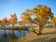 The diversifolius poplar trees are awesome against the still waters of the Tarim River and the sands of the Taklamakan.