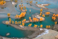 A bird's eye of the Tarim River and diversifolius poplar trees, taken from the backseat of the ultra-light.