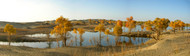 An early evening panorma of diversifolius poplar trees and the Tarim River at Lo Bu Ren Chun Zai.