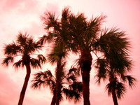 Yes, the sunset really was this pink when I arrived in Florida.