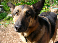 Awwww. My dad's sweet German Shepherd, Angel.