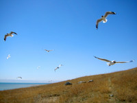 Bird Island at Qinghai Lake. Yes, there are lots of birds... but there were more before the Chinese took extreme measures here in 2005 to control the spread of bird flu.