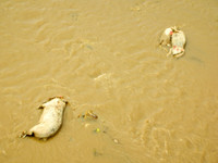 What do you do with dead pigs? If you live in Xining, you toss 'em in the river.