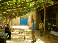 While visiting Kuqa we visited the pleasantly shaded family home of my Uyghur friend, Guzelnor. Her father and son are on the left. Nir and Mirek are on the right.