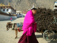 A donkey cart laden with fragrant incense branches behind a monk with cellphone.