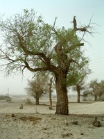 The desert-like area leading up to the real desert is full of beautiful, old trees.