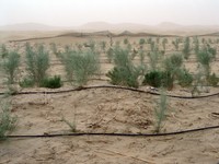 I look at the tree-planting and irrigation efforts being made to stop the Taklamakan from swallowing the Cross-Desert Highway.