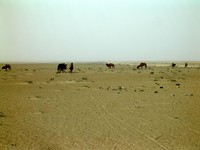 Seeing a pack of wild camels in the desert west of Niya was pretty cool. Unfortunately, the closer I came the quicker they ran away, so I couldnt' get a close-up.
