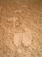 Camel tracks in the desert.