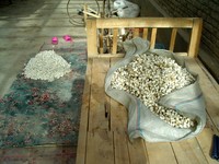 A pile of silkworm cocoons waiting to be boiled.