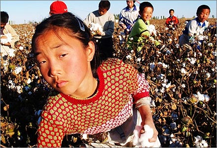 Children picking cotton in Xinjiang.