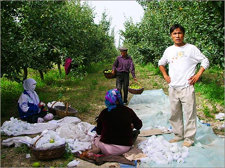 Mohammed, in the white sweatshirt, introduces me to some members of his family. They were more interested in the pears.