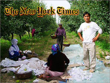 Korla fragrant pears being harvest by Mohammed and his family in September 2006.