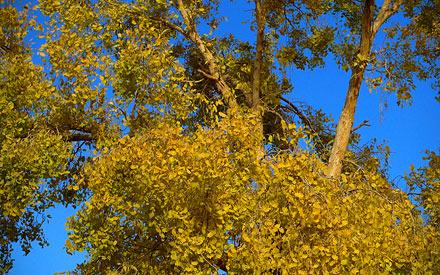 Diversifolius Poplar leaves in Xinjiang