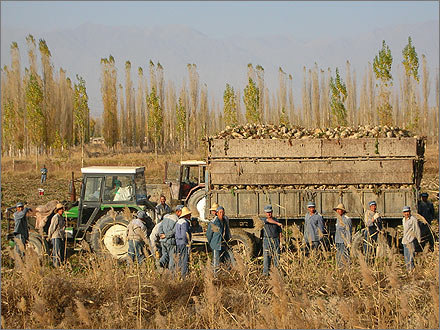 Photographs of the 2007 sugar beet harvest in Xinjiang, China.