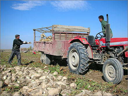 Photographs of the 2007 sugar beet harvest in Xinjiang, China.