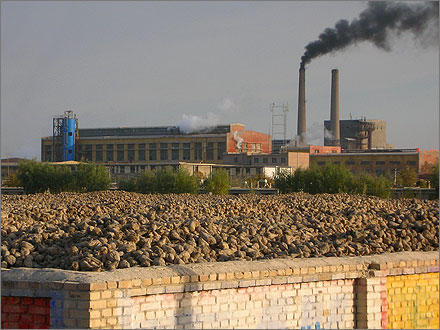 Photographs of the 2007 sugar beet harvest in Xinjiang, China.